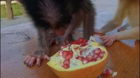 Baby baboon is eating pomegranate