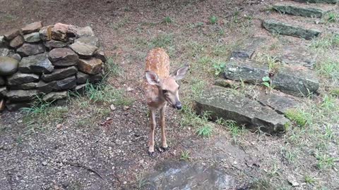 Adorable Fawn Chillin' With the Herd