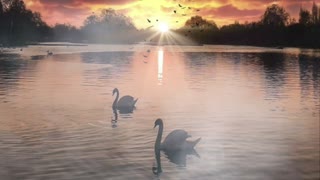 Swan 🦢 Lake