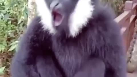 Funny Monkey Voice