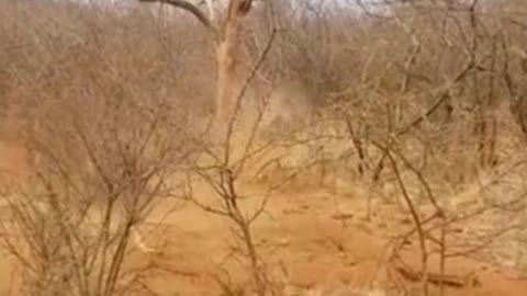 Wild Lion Fighting With Wild Animals And Roaring | Safari Forest | #trendy