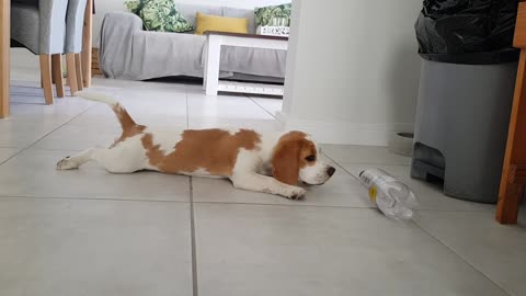 Beagle puppy playing