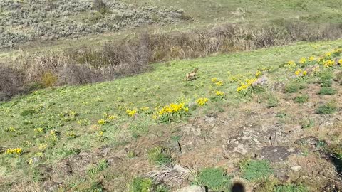 Yearling Elk On The Run