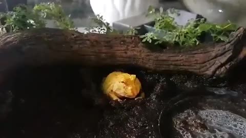 Pacman Frog or Horned Frog Eats A Juicy Meal Worm!