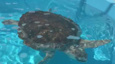 Awesome Turtle