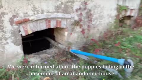 7 Puppies Hide from People after Their Mom was Poisoned
