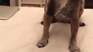 Dog trying to catch bug on ipad app