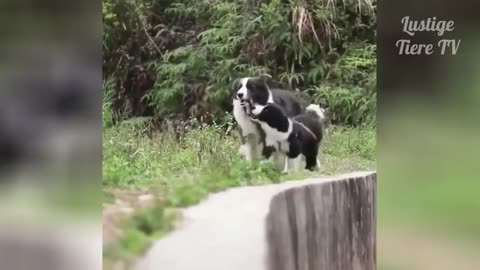 Best awesome compilation of funny house dogs , cats who play and have fun.