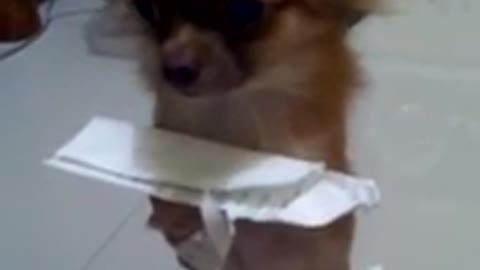 Khaki the cute puppy loves to chew paper 😍