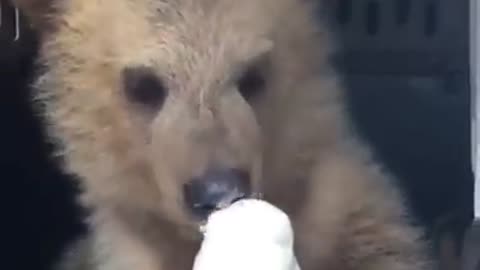 Dog eating ice creame