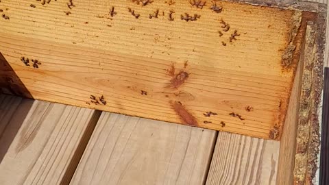 Splitting bees