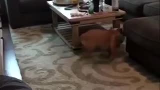 English Bulldog Puppy has the Zoomies!!