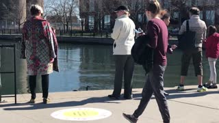 Kind Humans Help Geese Bring Their Chicks to Water