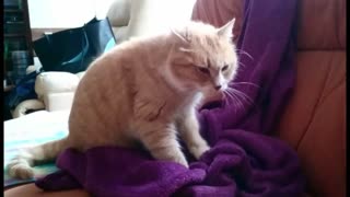 Cat kneading a blanket