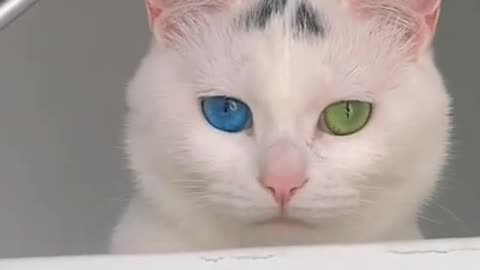 Odd-eyed cat, Cat, one eye blue and one eye yellow #shorts #viral #shortsvideo #video