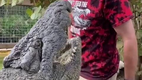 Man Kisses Crocodile On The Head!