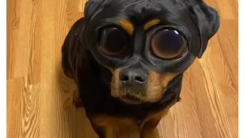 Bug Eyed Rottie