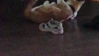 Simba attacks a Stuffed Animal