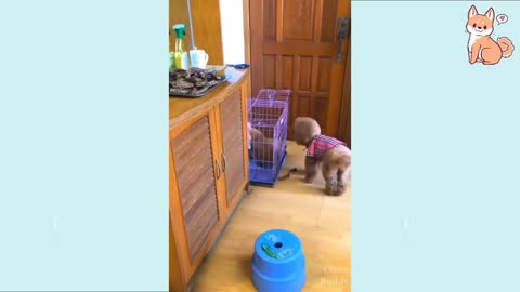 You will laugh at all the DOGS Funny Realmoh Videos