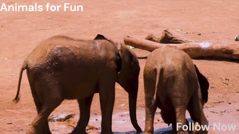 Best Funny Elephant Fighting Scenes in sands