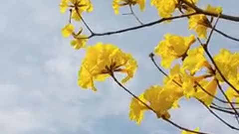 yellow flowers