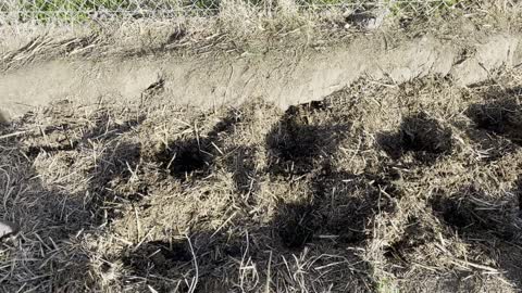 Potato planting