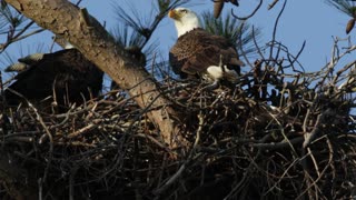 Eagle Parents