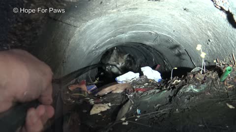 A kitten was stuck in the sewer until a woman heard the calls for help from below! Please share.