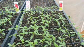 Backyard Greenhouses - New Seedlings