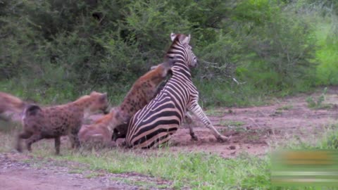 hynas eating alive zebra in a few times