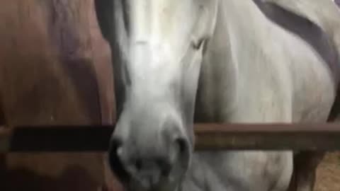 Hi my friend(he’s a nice horse)