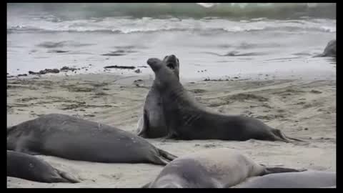 sea elephants