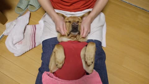 Funny Dog Massage puppy