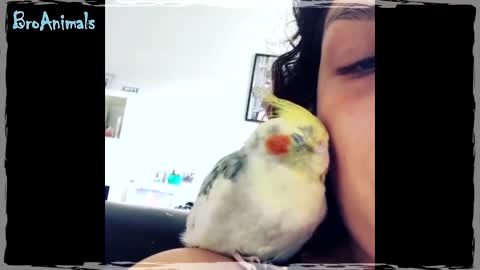 Funny videos with parrots