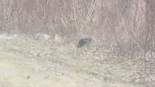 Mother Bear Goes Back and Forth with Babies