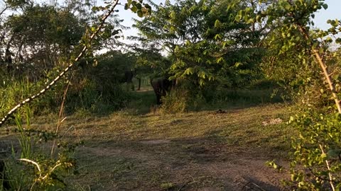 A Herd Of Elephants Encountered In A Safari Ride