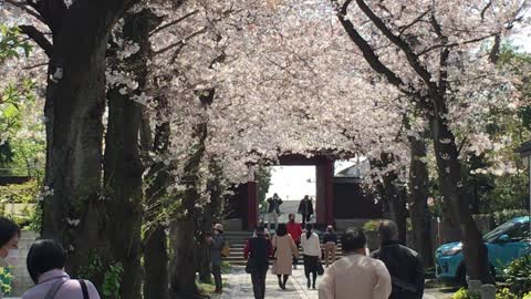 Row of cherry blossom trees