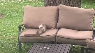 Squirrels Feud For The Nut