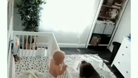 Cute Dog taking care of a baby- funny pet video