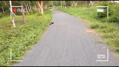 Skunk family meets a bicyclist