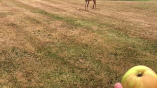 Deer in the yard