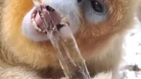 Have you all ever seen monkey eat ice?
