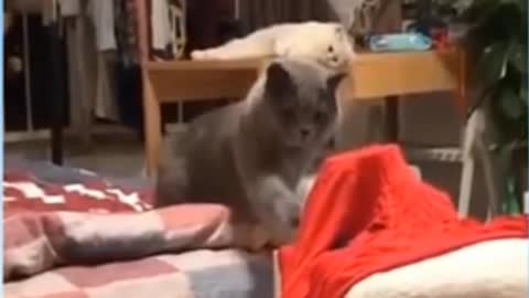 Funny cats clips funny animals clips 31/10/2021 funny cats clips funny video funny baby cats 2021