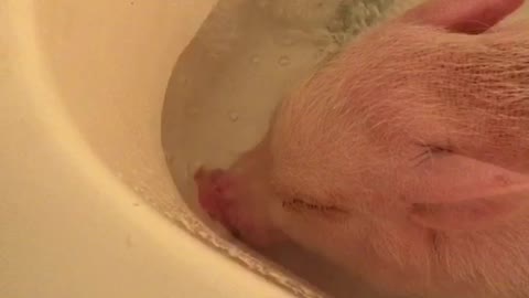 Pickle the Mini Pig blows bubbles underwater