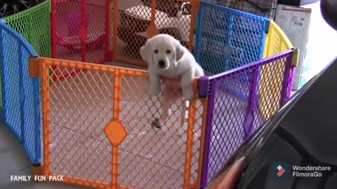 Puppy Escapes the Cage