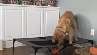 Doggy Squeaks Ball From Trampoline