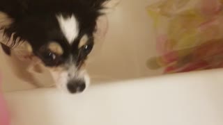 Dog bath