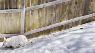 Puppy Dog Chased by Its Own Poop