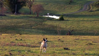 Female Dog Pasture Around In Farm