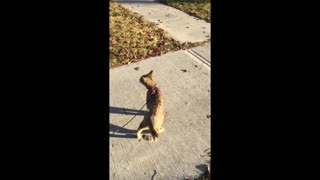 Savannah Cat on Walk